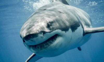 Shark Attack Reported On South Padre Island During Fourth Of July Celebrations