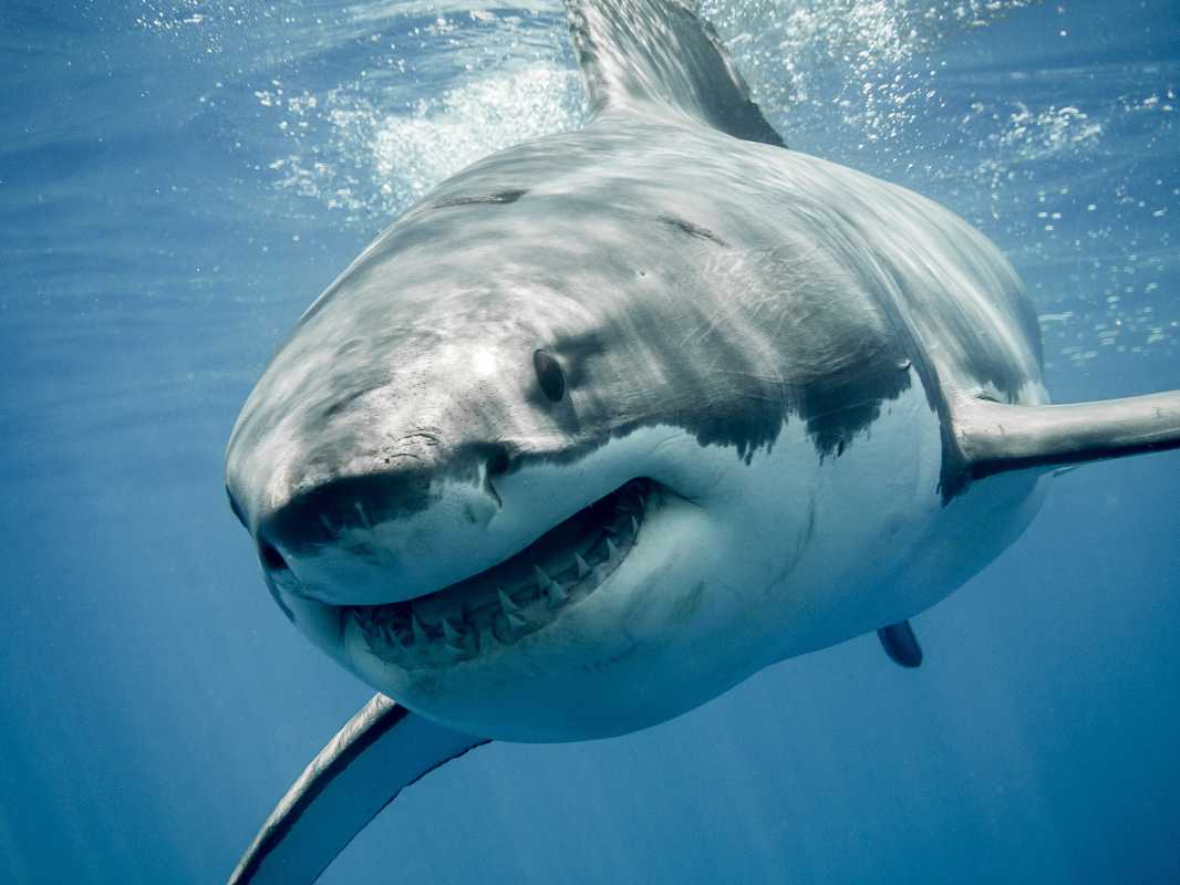 Shark Attack Reported On South Padre Island During Fourth Of July Celebrations