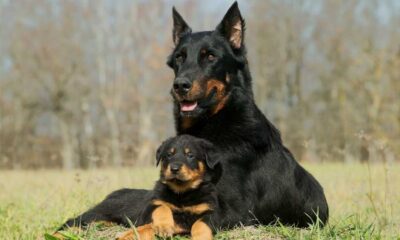 Affectionate Guard Dogs