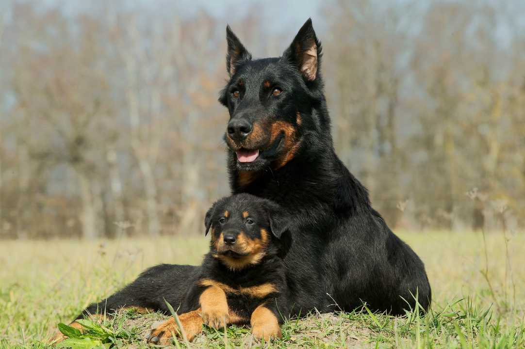 Affectionate Guard Dogs