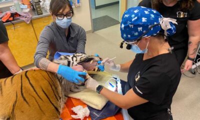 Cincinnati Zoo Dental Care Big Cats