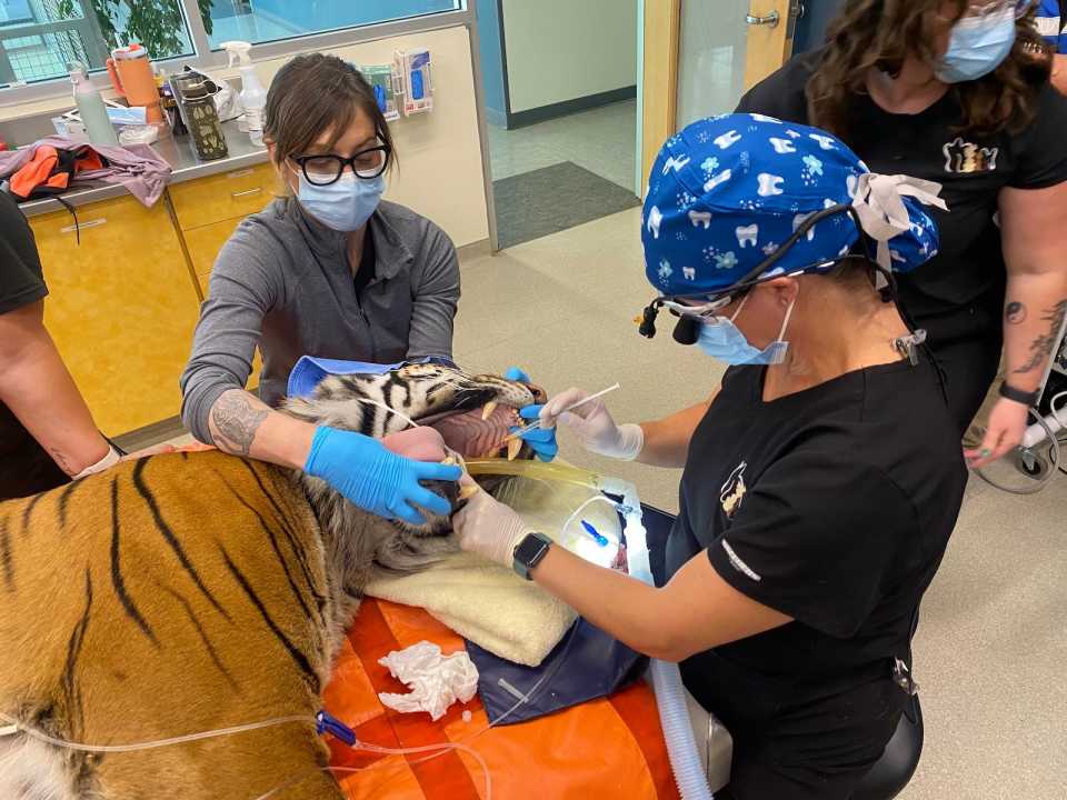 Cincinnati Zoo Dental Care Big Cats