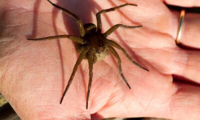 Fen Raft Spider Conservation