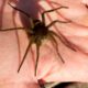 Fen Raft Spider Conservation