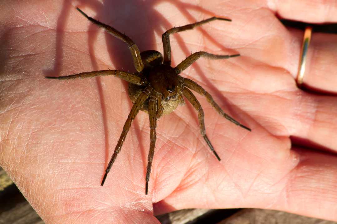 Fen Raft Spider Conservation