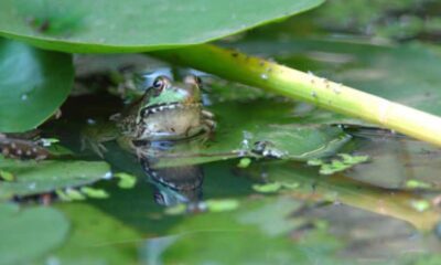 Frog Pond In Garden Or Reflection On Nature: The Importance Of Local Frog Habitats