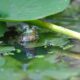 Frog Pond In Garden Or Reflection On Nature: The Importance Of Local Frog Habitats