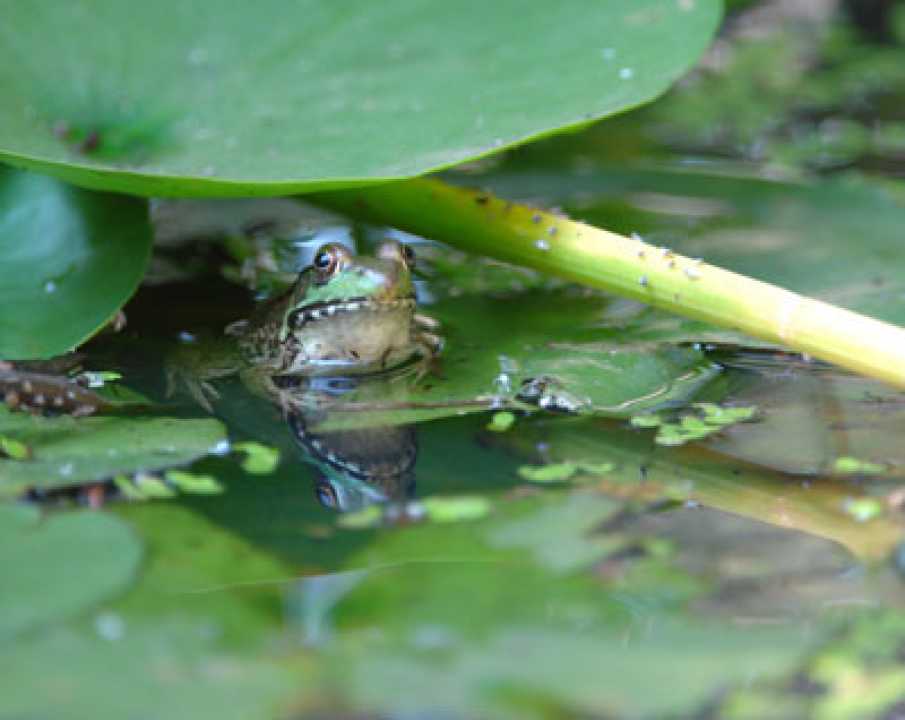 Frog Pond In Garden Or Reflection On Nature: The Importance Of Local Frog Habitats