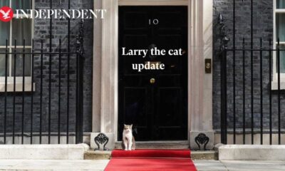 Larry The Cat At Downing Street