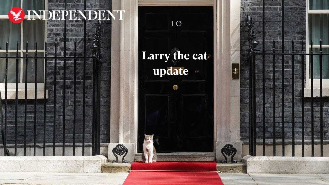 Larry The Cat At Downing Street