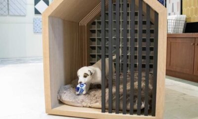 Modern Dog Homes Designs