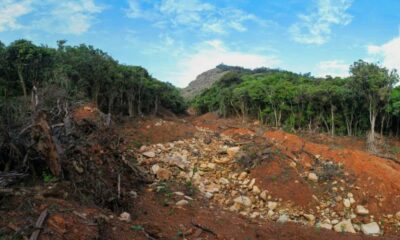 Nilgiris Forest Loss