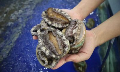 Abalone Poaching South Africa