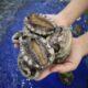 Abalone Poaching South Africa