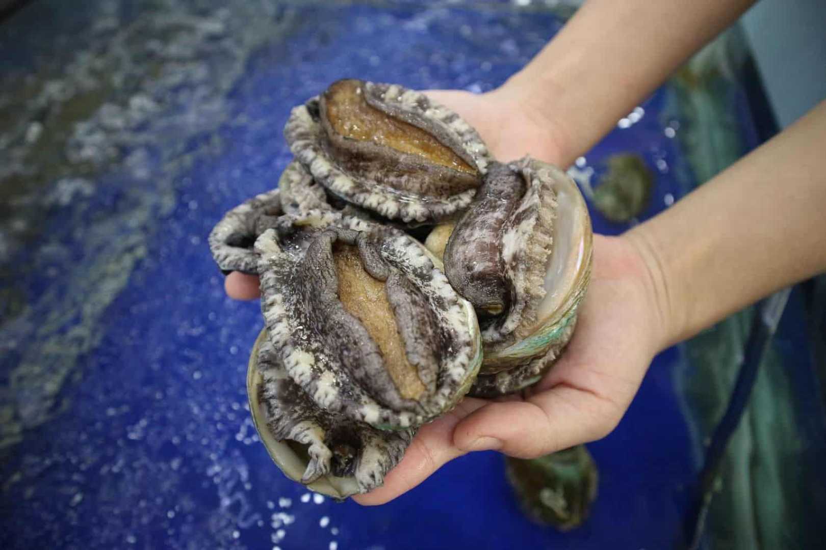 Abalone Poaching South Africa