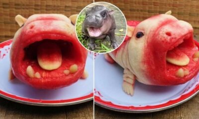 Baby Pygmy Hippopotamus Thailand