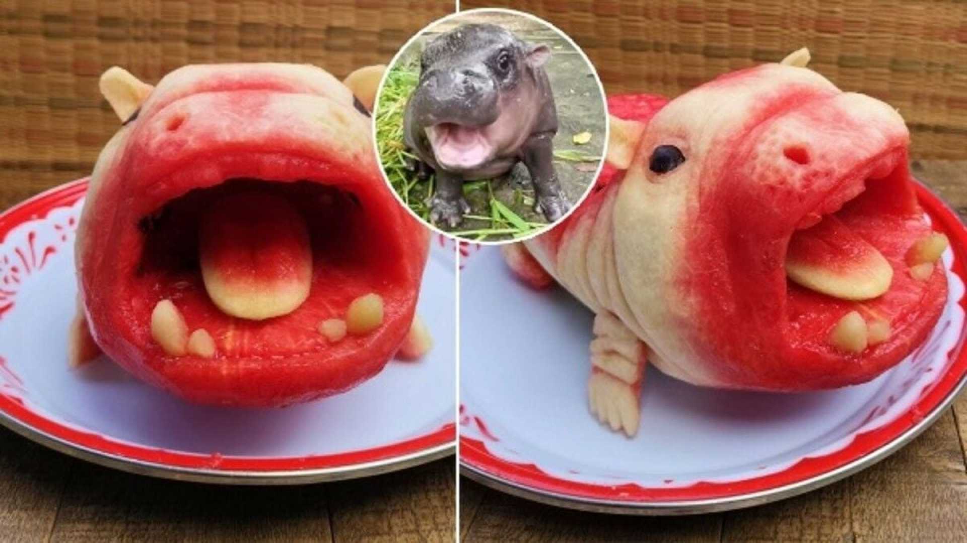 Baby Pygmy Hippopotamus Thailand