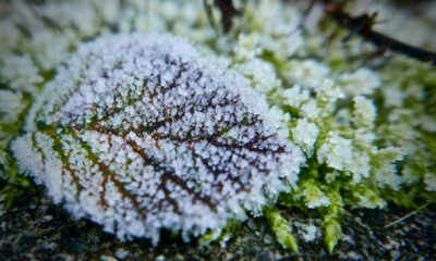 Calgary Frost Advisory