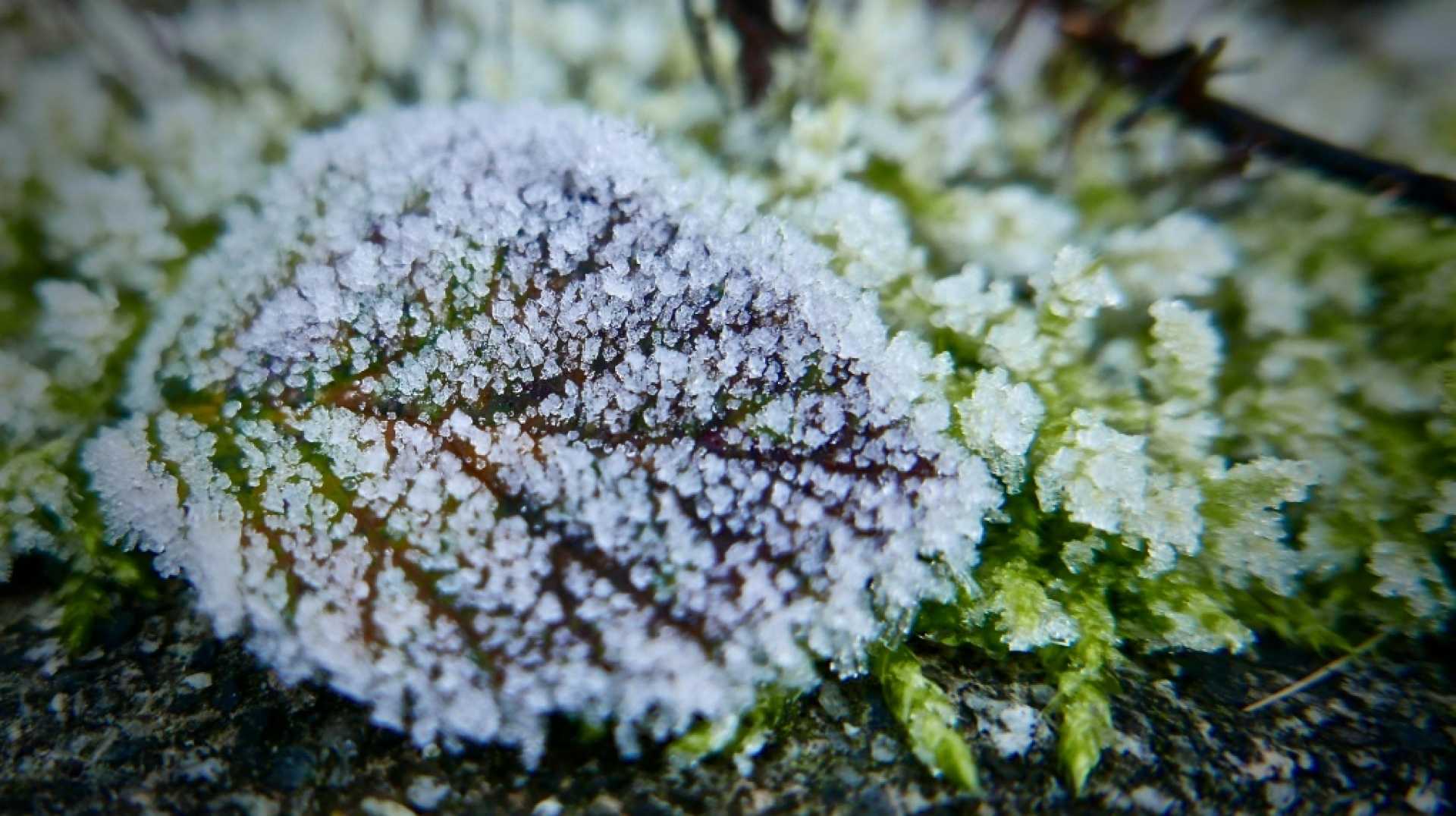 Calgary Frost Advisory