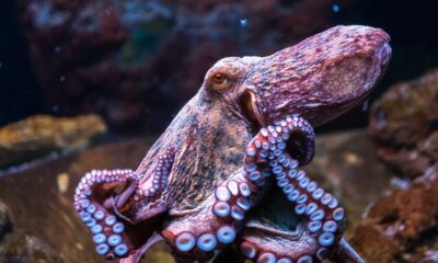 California Octopus Farming Ban