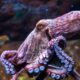 California Octopus Farming Ban