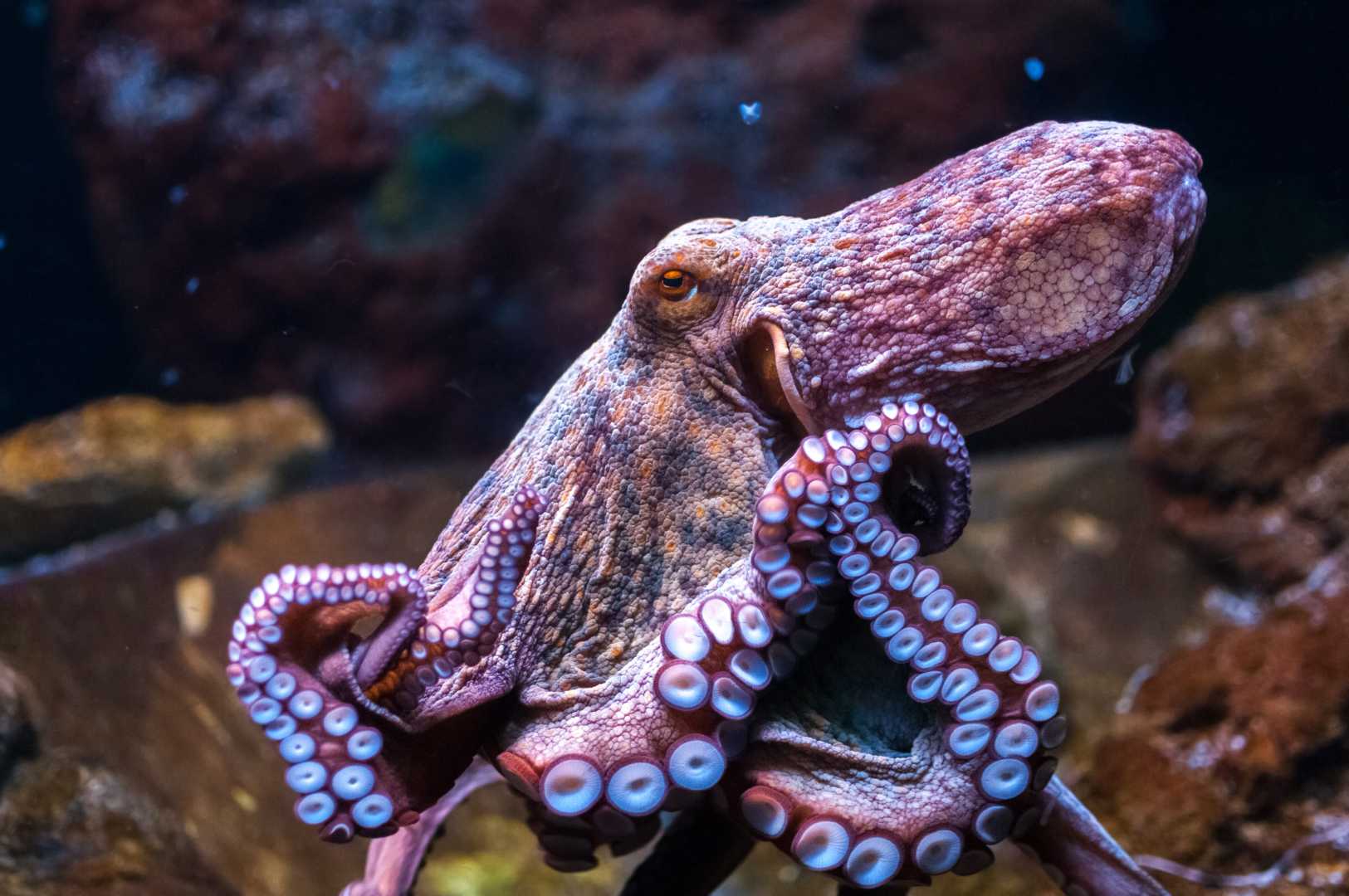 California Octopus Farming Ban