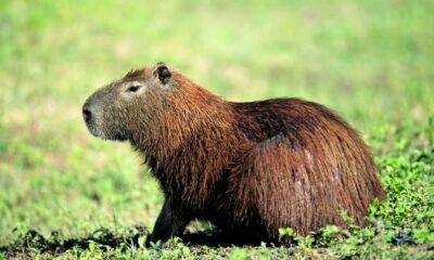 Cinnamon The Capybara Hoo Zoo