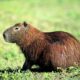 Cinnamon The Capybara Hoo Zoo