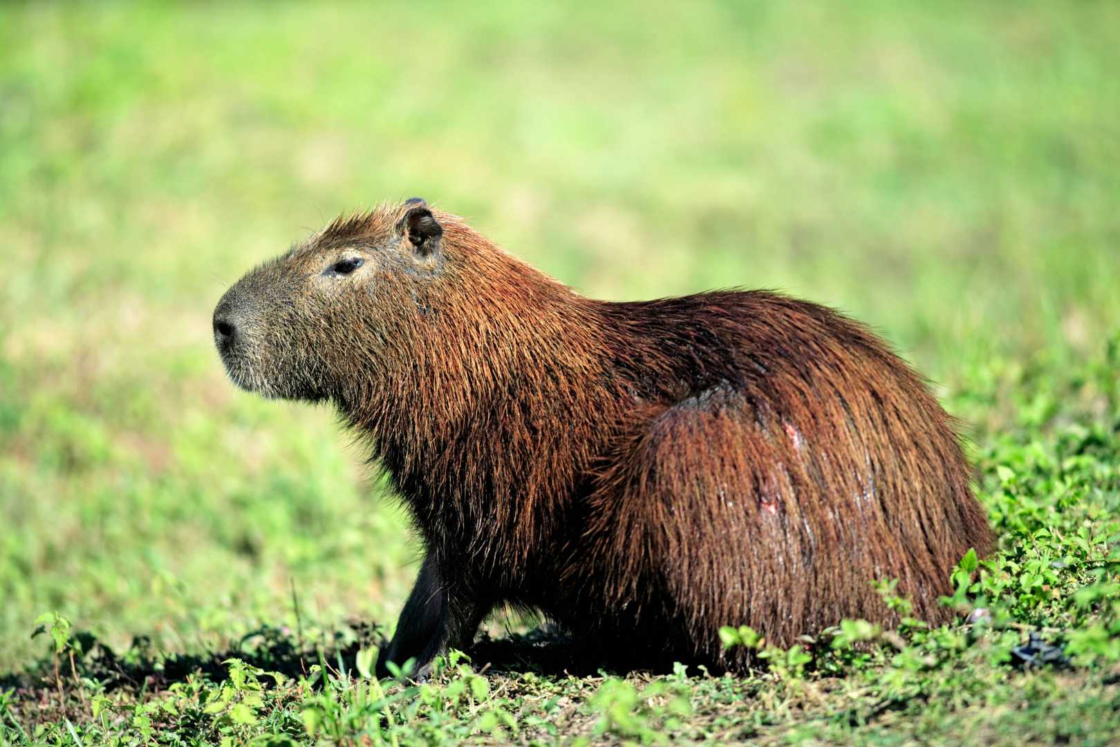 Cinnamon The Capybara Hoo Zoo