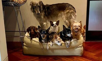 Demi Moore With Her Dogs