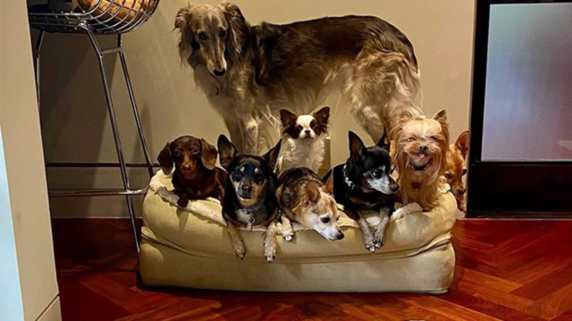 Demi Moore With Her Dogs