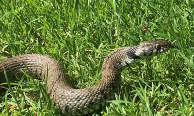 Grass Snake In Oxfordshire