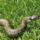 Grass Snake In Oxfordshire