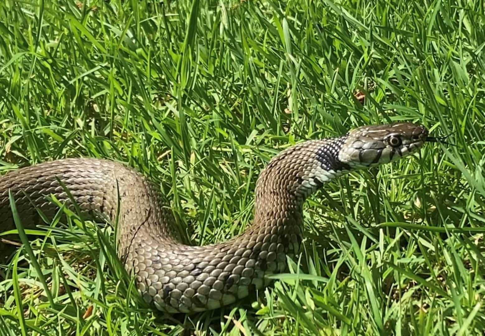 Grass Snake In Oxfordshire