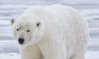 Icelandic Polar Bear Shooting