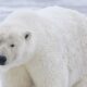 Icelandic Polar Bear Shooting