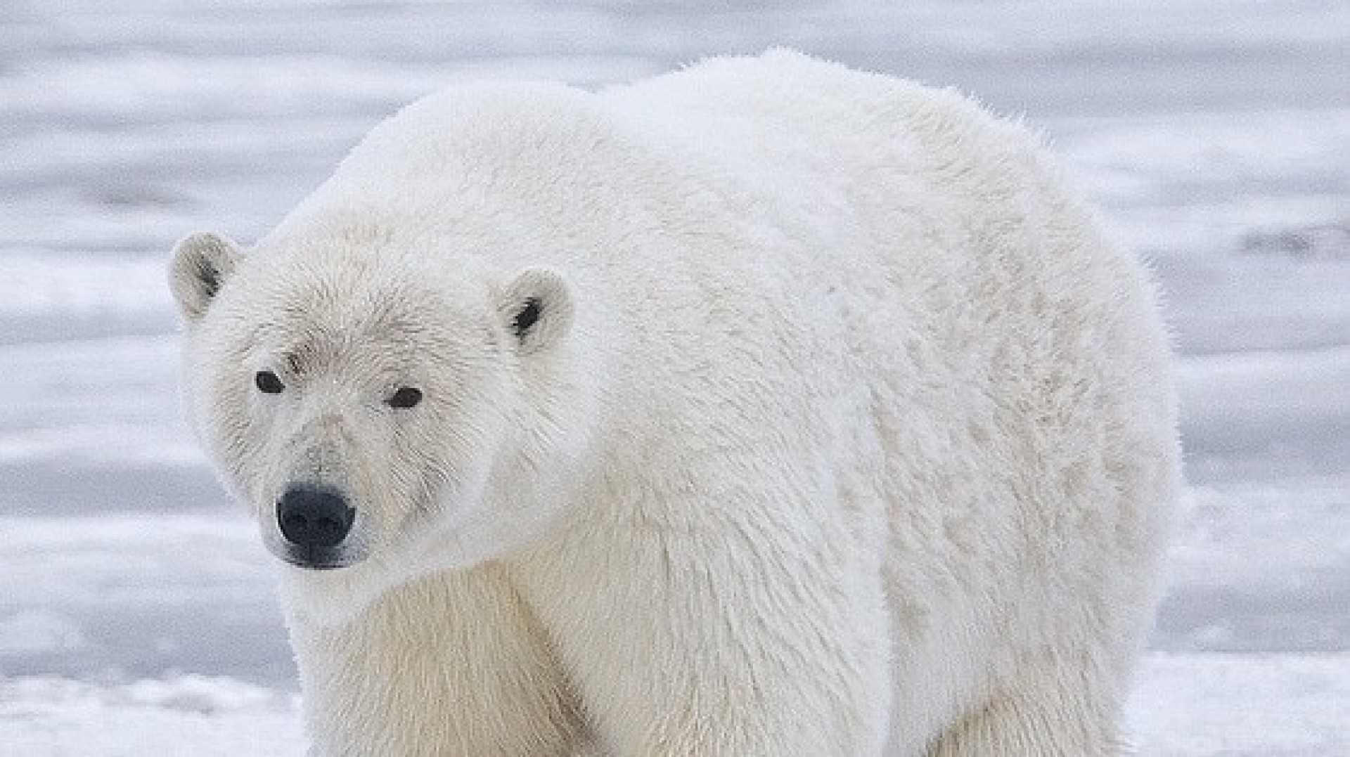 Icelandic Polar Bear Shooting