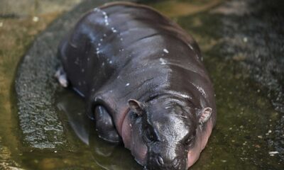 Moo Deng Baby Pygmy Hippopotamus