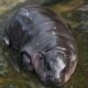 Moo Deng Baby Pygmy Hippopotamus