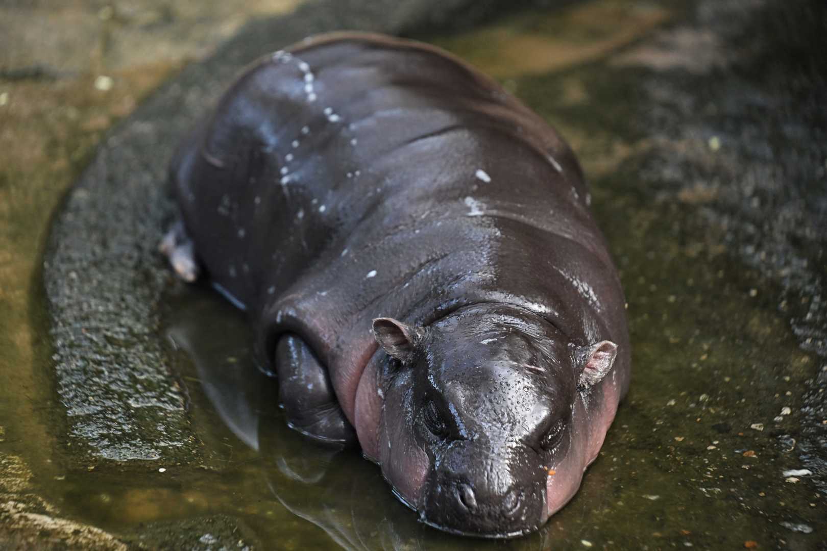 Moo Deng Baby Pygmy Hippopotamus