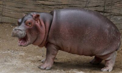 Moo Deng Pygmy Hippo