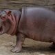 Moo Deng Pygmy Hippo