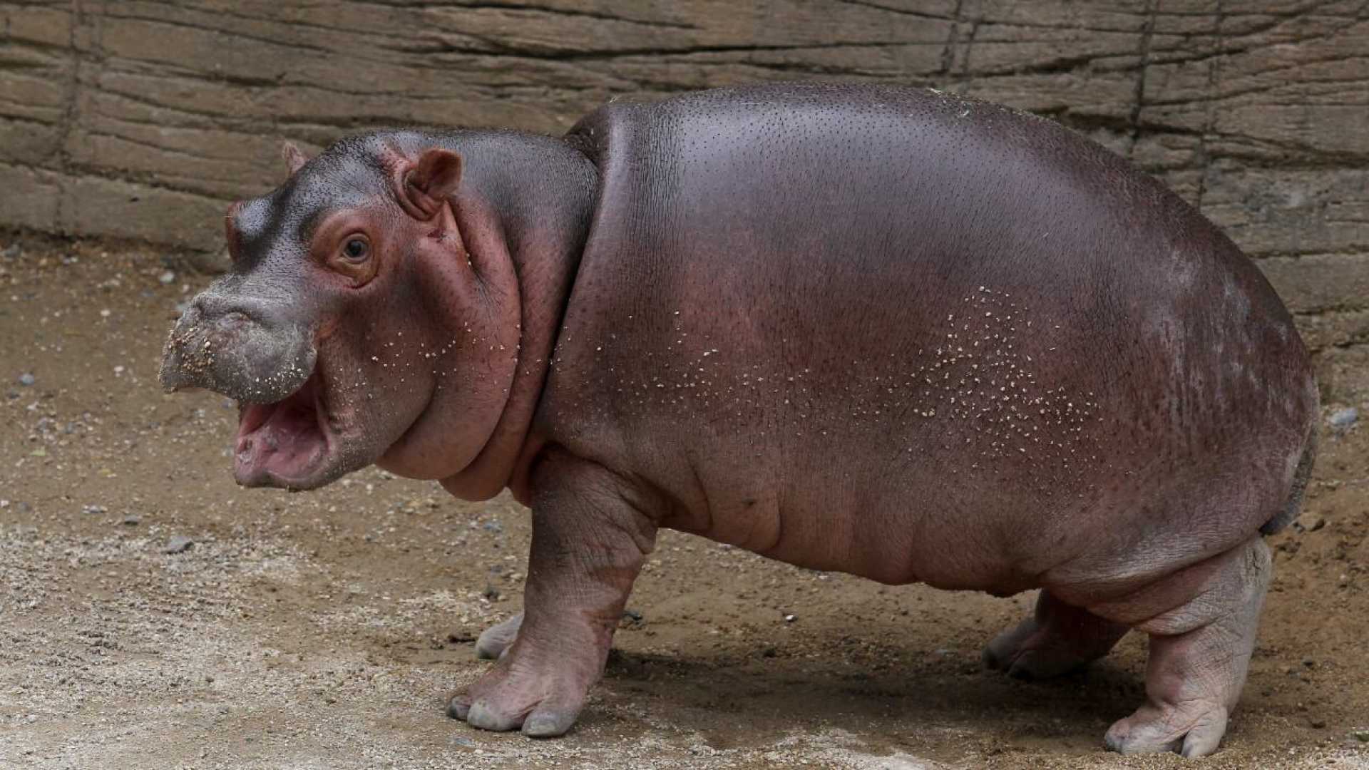 Moo Deng Pygmy Hippo