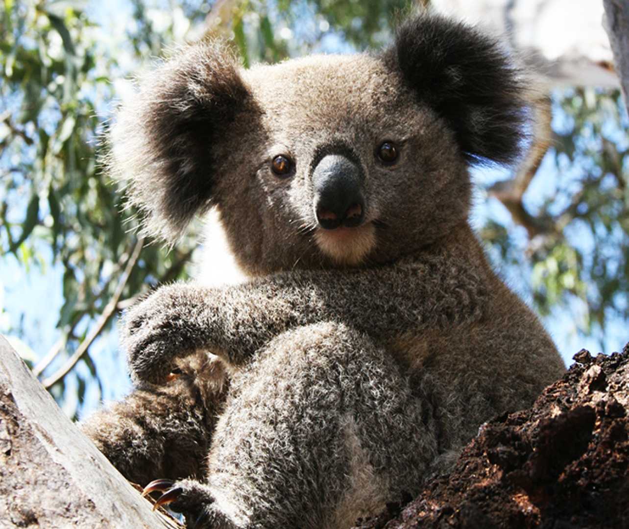 Nsw National Parks Threatened Species