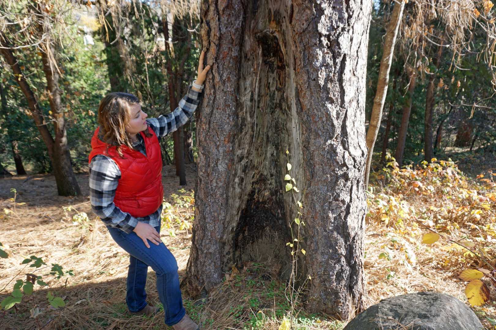 Quincy Washington Tree Pruning