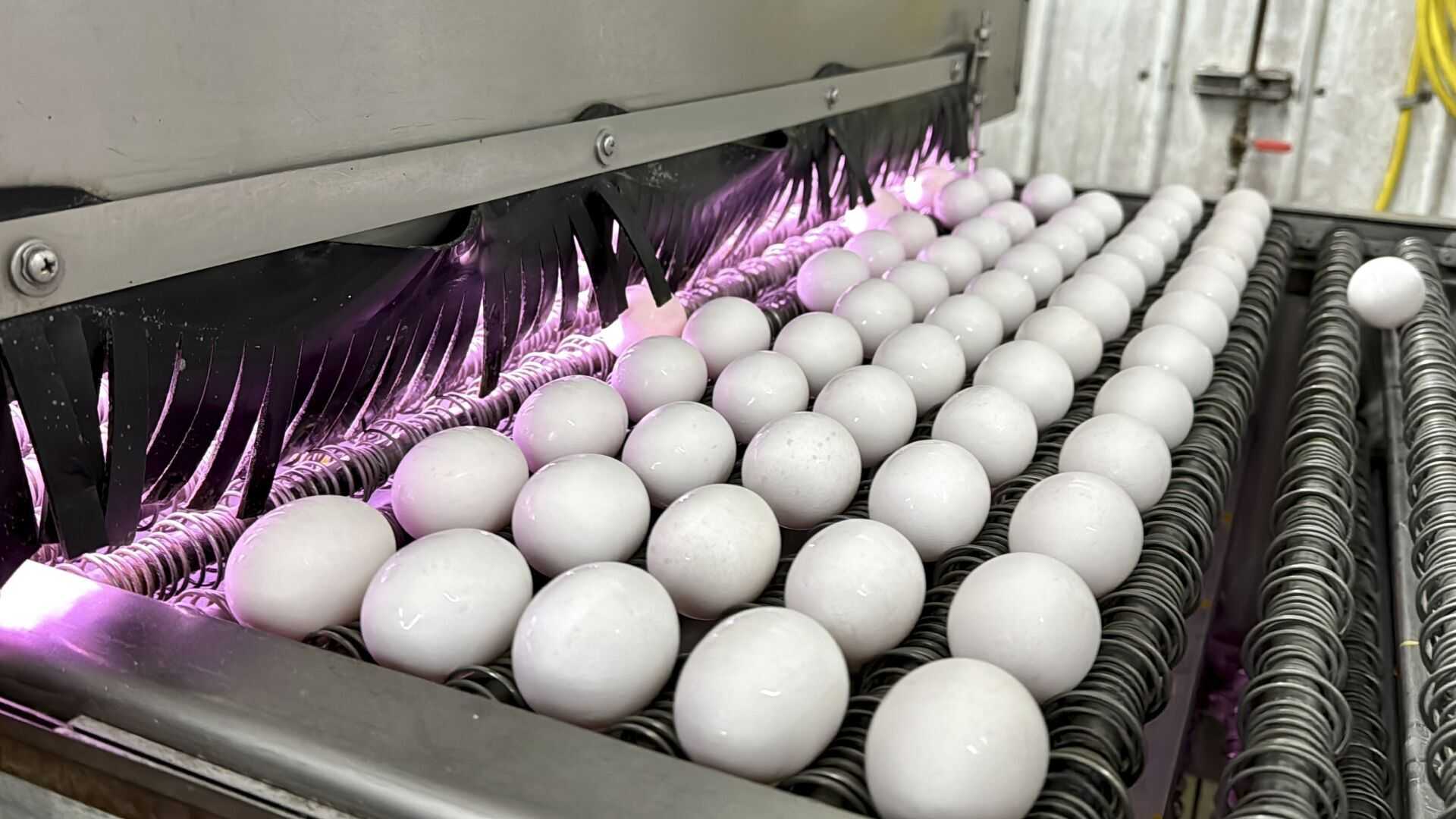 Wisconsin Egg Recall Salmonella