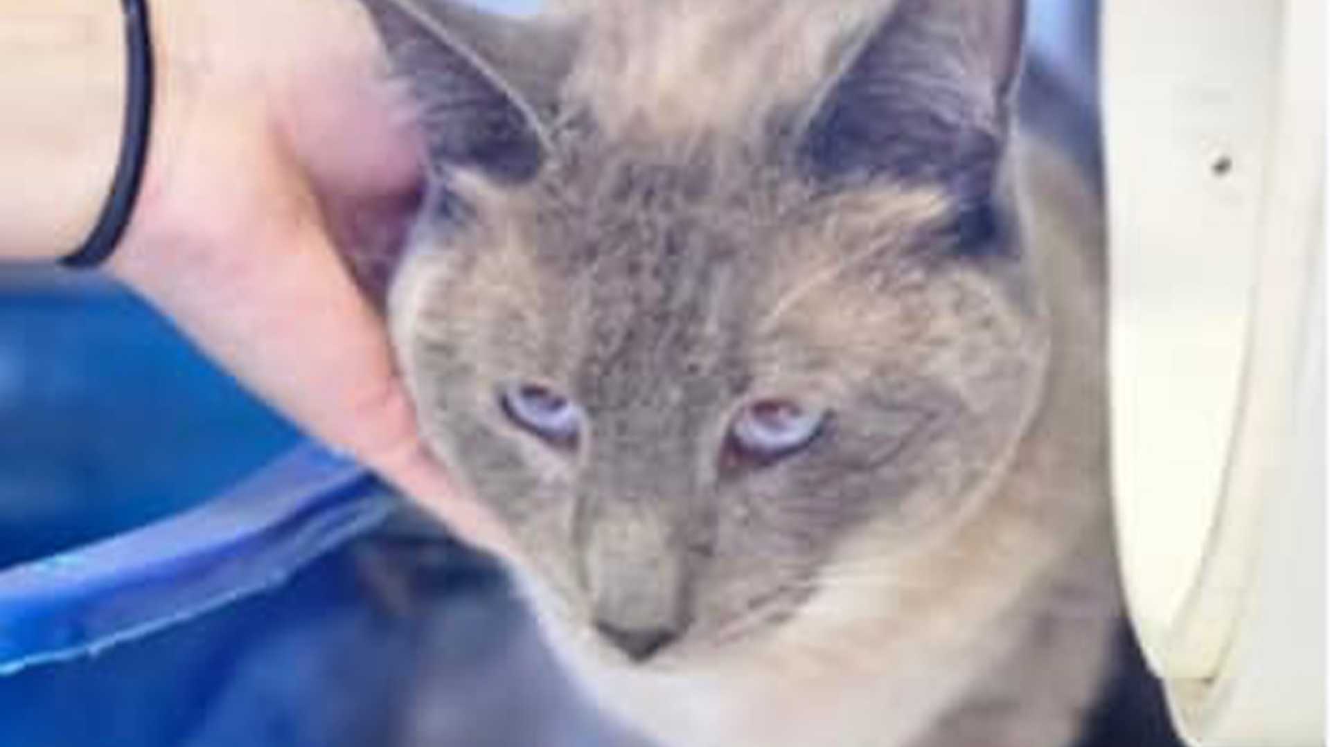 Yellowstone National Park Cat Reunion