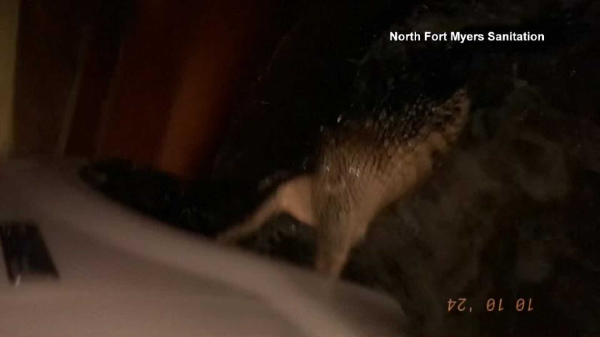 Alligator In Floodwaters North Fort Myers