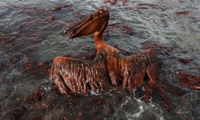 Deepwater Horizon Oil Spill Aftermath