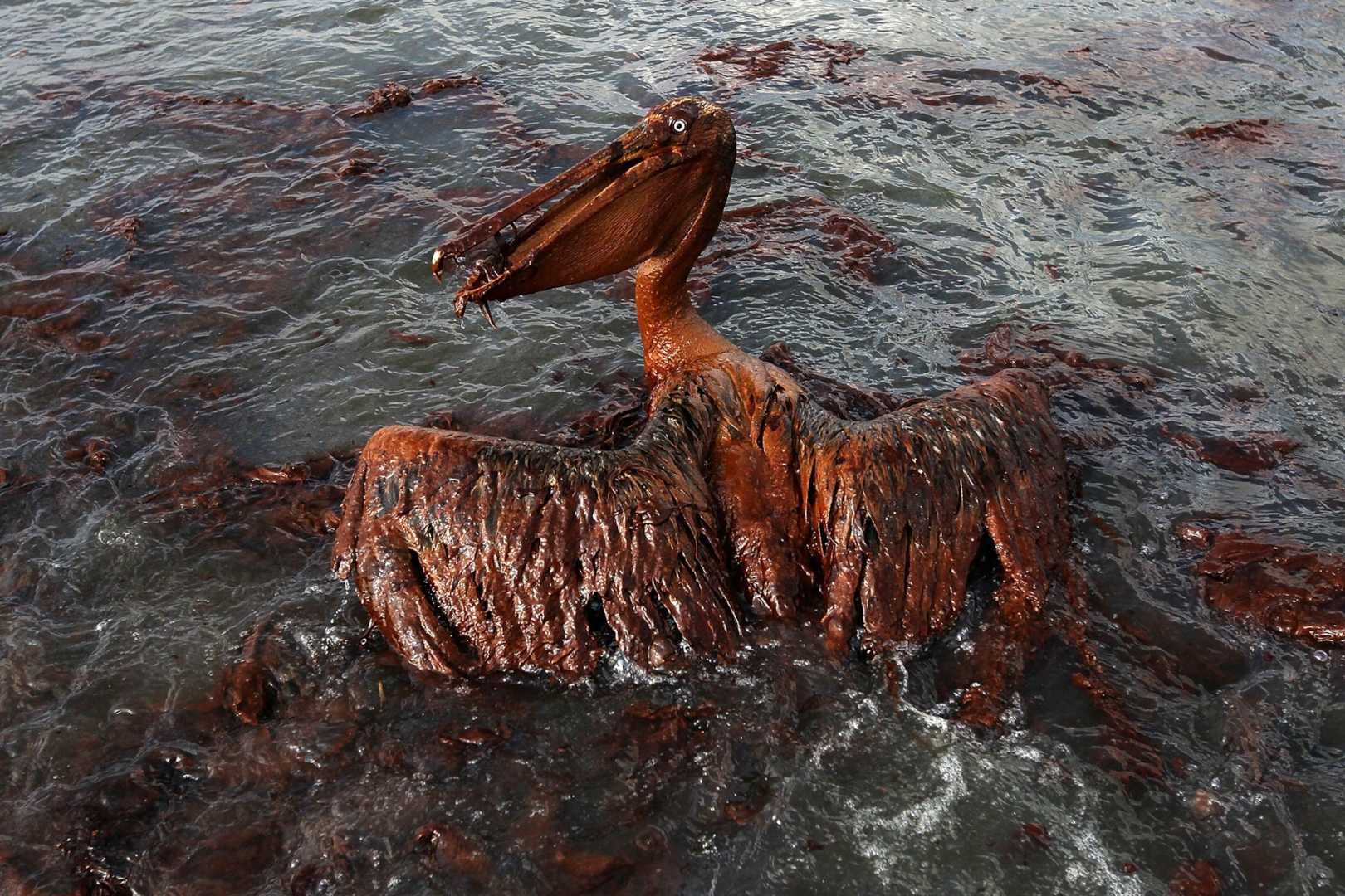 Deepwater Horizon Oil Spill Aftermath